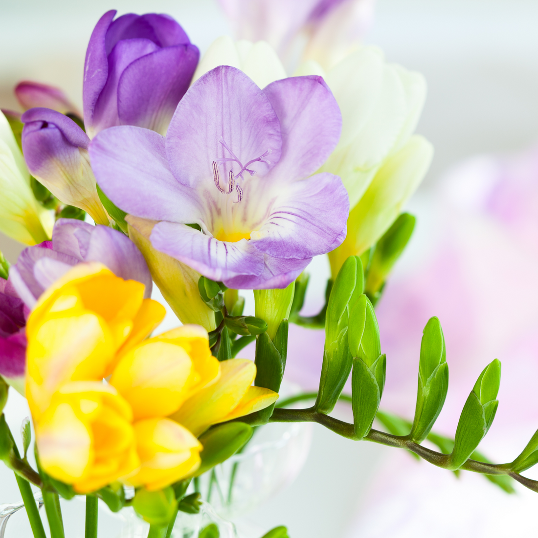 The Beauty and Versatility of Freesia in Flower Arrangements | Best Florist in Coventry, CT