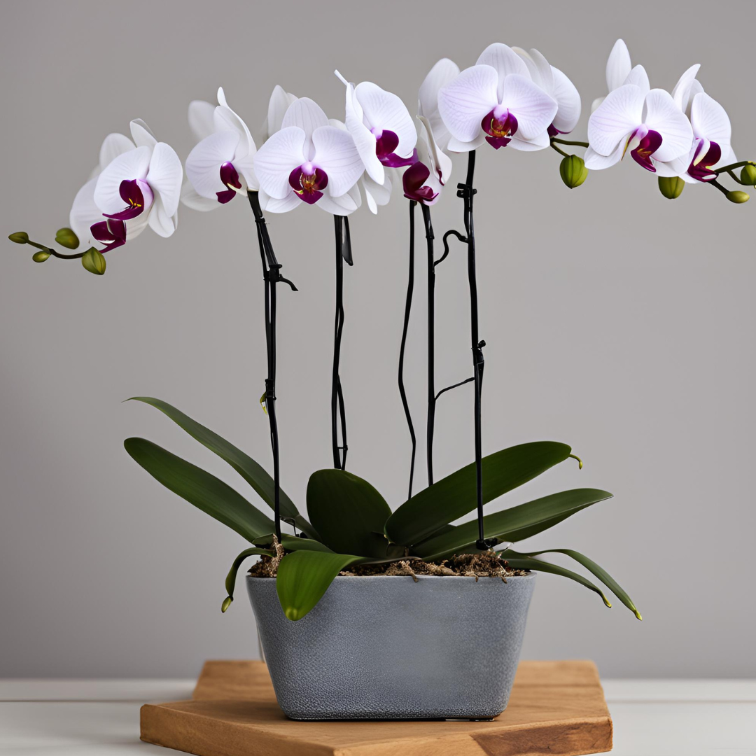 Orchid Plant in Ceramic Container