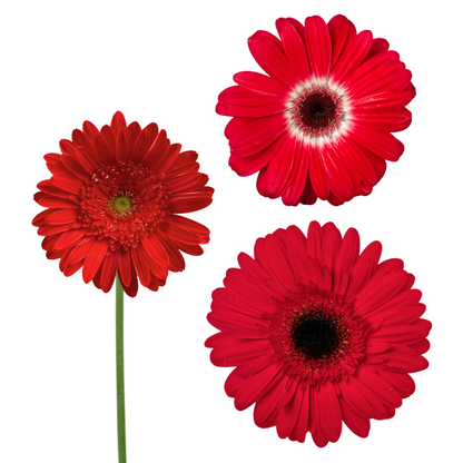 Pre-Book Gerbera Daisy Wrapped Bouquet 3 Color Options