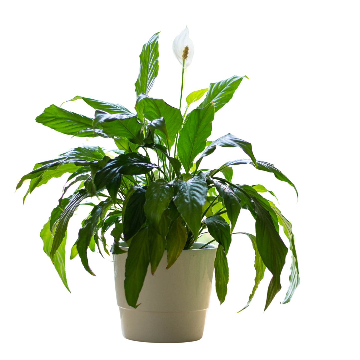 Peace Lily | Air Purifying Plant Gift for Everlasting Gift for Home Decor