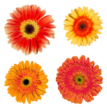 Pre-Book Gerbera Daisy Wrapped Bouquet 3 Color Options