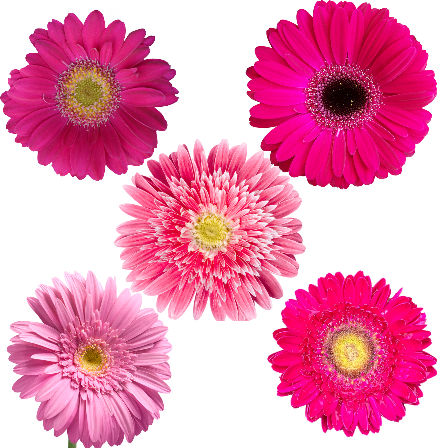 Pre-Book Gerbera Daisy Wrapped Bouquet 3 Color Options