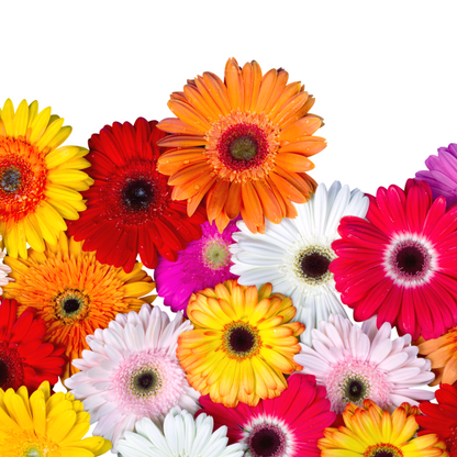 Pre-Book Gerbera Daisy Wrapped Bouquet 3 Color Options